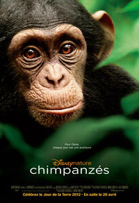 Chim­panzés