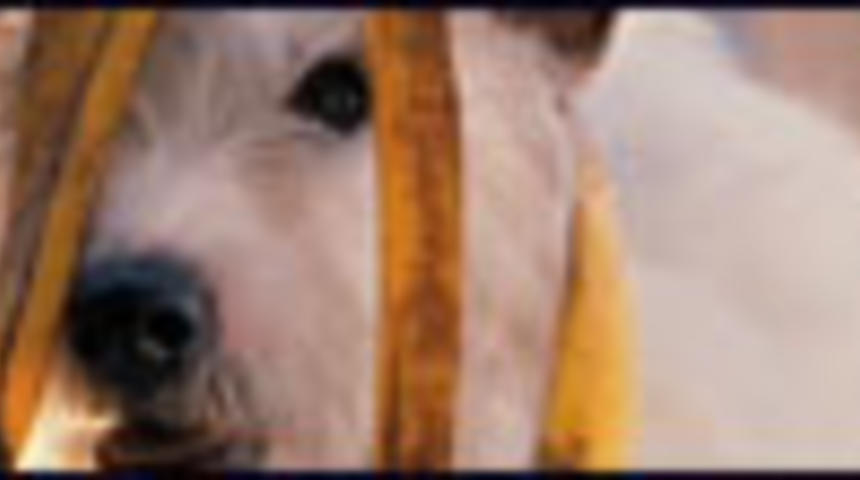 Nouvelle bande-annonce de la comédie familiale Hotel for Dogs